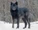 View Killer the black wolf's photo gallery (8 pics)!