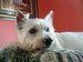 View Nicholas the <strike>bird Killah</s> Westie's photo gallery (1 pic)!