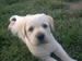 View Flat Cake the Golden Labrador's photo gallery (1 pic)!