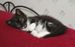 View Fuzzball the witch's cat's photo gallery (10 pics)!