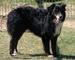 View Lambri the dog's photo gallery (2 pics)!