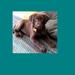 View Storm the Chocolate Labrador's photo gallery (1 pic)!